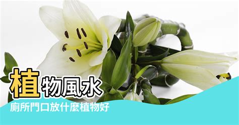 廁所擋煞植物|【衛生間擺什麼植物風水好】浴室植物 